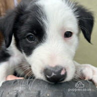 Border Collie - Both