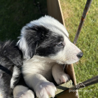 Border Collie - Both