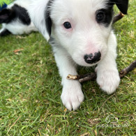 Border Collie - Both