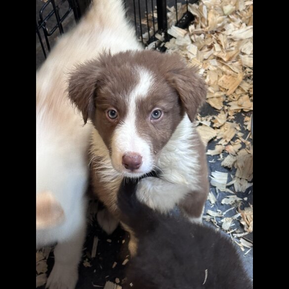 Border Collie - Both