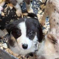 Border Collie - Both