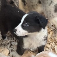 Border Collie - Both