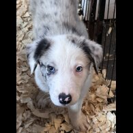 Border Collie - Both