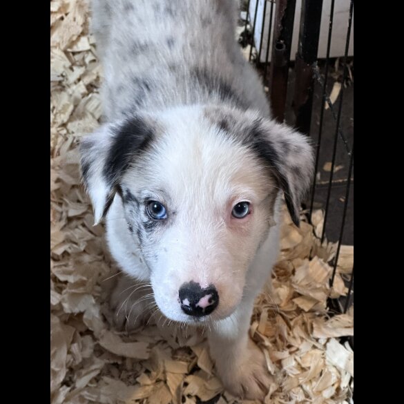 Border Collie - Both