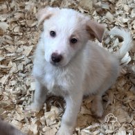 Border Collie - Both