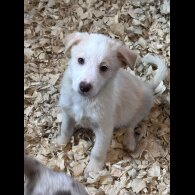 Border Collie - Both