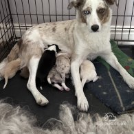 Border Collie - Both