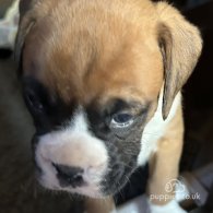 Boxer - Both