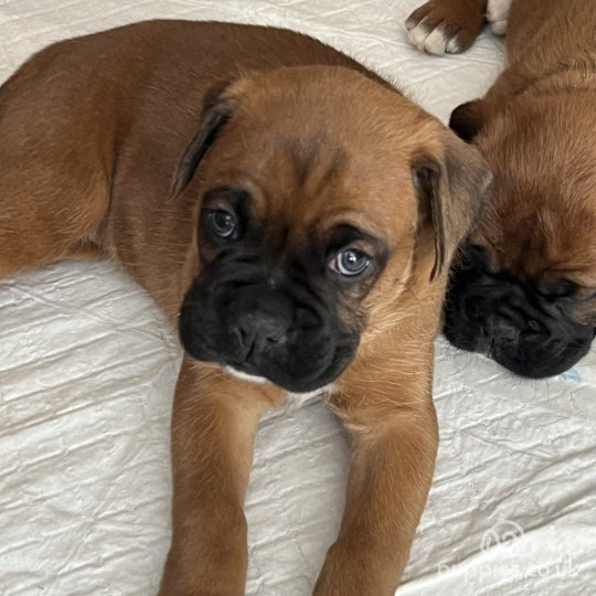 Boxer - Both