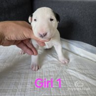 Bull Terrier - Both