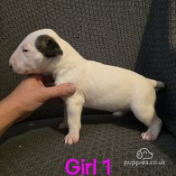 Bull Terrier - Both