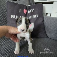 Bull Terrier - Both