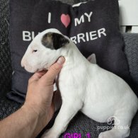 Bull Terrier - Both