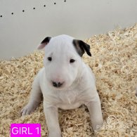 Bull Terrier - Both