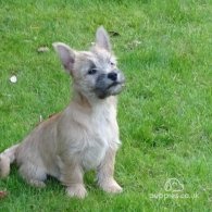 Cairn Terrier - Both