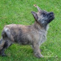 Cairn Terrier - Both