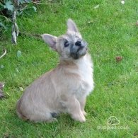 Cairn Terrier - Both