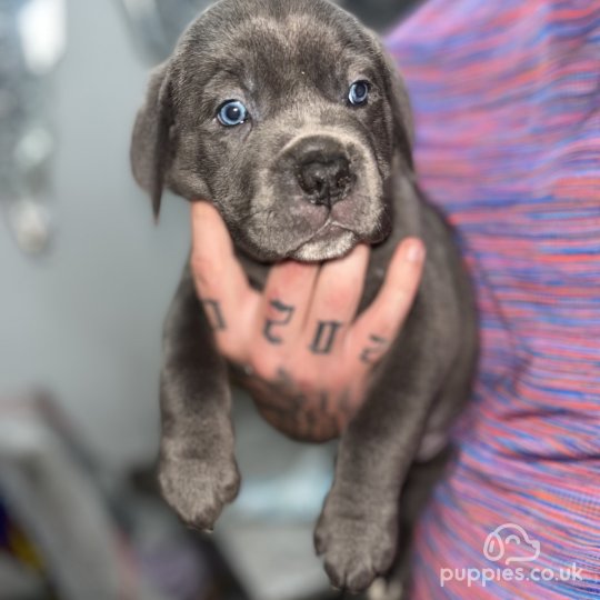 Cane Corso - Both