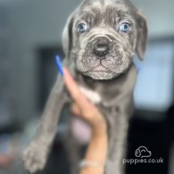 Cane Corso - Both