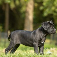 Cane Corso - Both