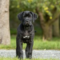 Cane Corso - Both