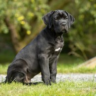 Cane Corso - Both