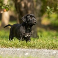 Cane Corso - Both