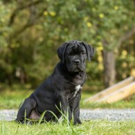 Cane Corso - Both