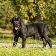 Cane Corso - Both