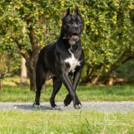 Cane Corso - Both