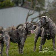 Cane Corso - Both