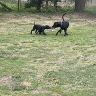 Cane Corso - Both