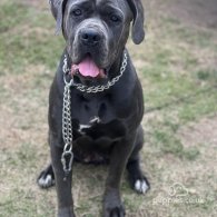 Cane Corso - Both