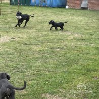 Cane Corso - Both