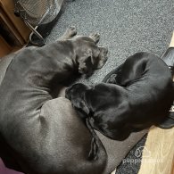 Cane Corso - Both