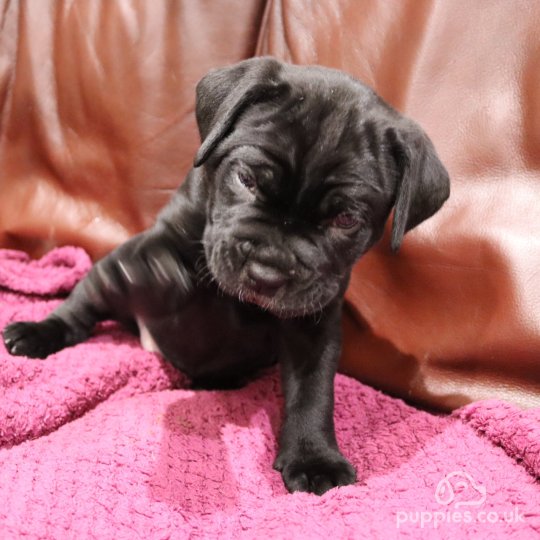 Cane Corso - Both