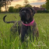 Cane Corso - Both