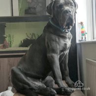 Cane Corso - Both