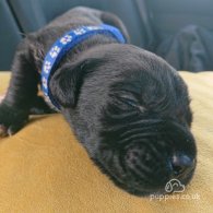 Cane Corso - Both