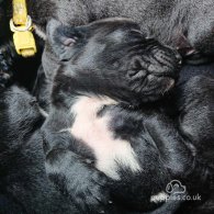 Cane Corso - Both