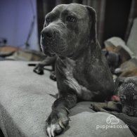 Cane Corso - Both