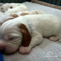 Cavachon - Dogs