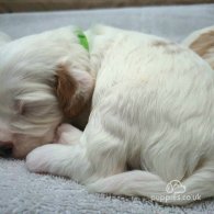 Cavachon - Dogs