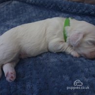 Cavachon - Dogs