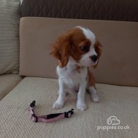 Cavalier King Charles Spaniel - Bitches