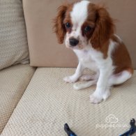 Cavalier King Charles Spaniel - Bitches