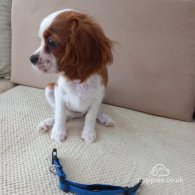 Cavalier King Charles Spaniel - Bitches