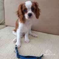 Cavalier King Charles Spaniel - Bitches