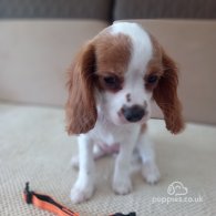 Cavalier King Charles Spaniel - Bitches