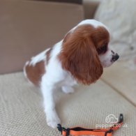 Cavalier King Charles Spaniel - Bitches